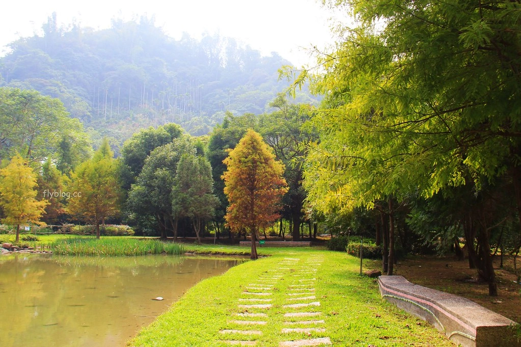 台中太平｜太平苗圃落羽松．依山傍水湖光倒影，太平落羽松秘境 @飛天璇的口袋