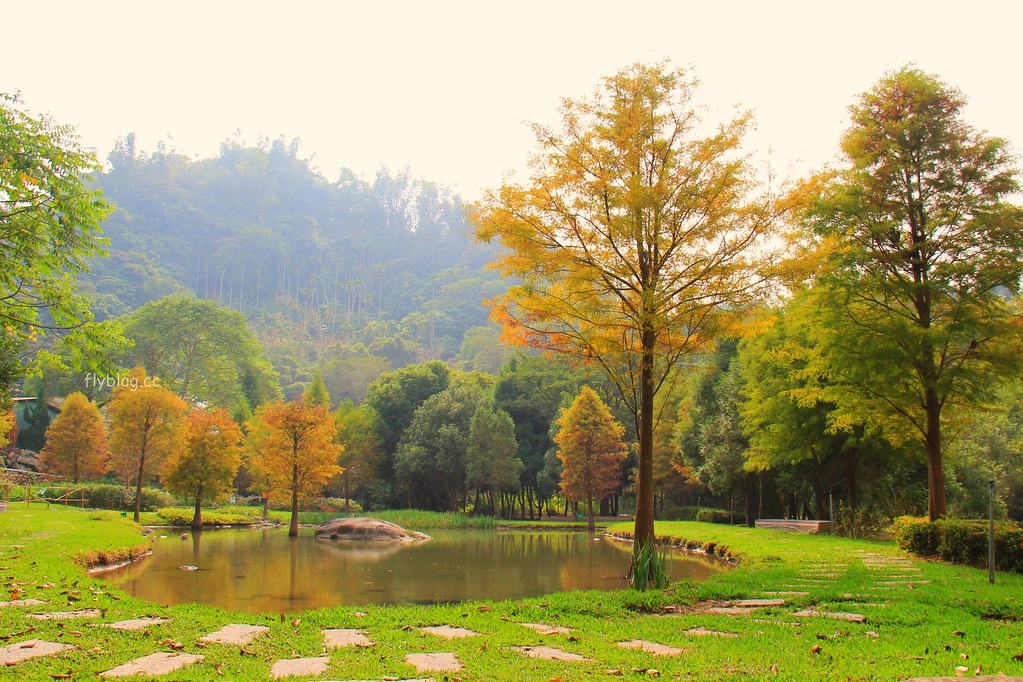 台中太平｜太平苗圃落羽松．依山傍水湖光倒影，太平落羽松秘境 @飛天璇的口袋