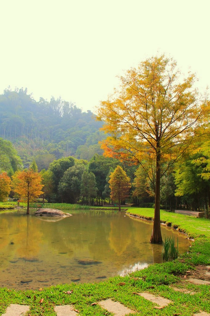 台中太平｜太平苗圃落羽松．依山傍水湖光倒影，太平落羽松秘境 @飛天璇的口袋
