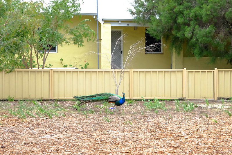 澳洲珀斯｜Rottnest Island 羅特尼斯島，西澳最受觀迎的渡假島嶼，世界最快樂的動物Quokka @飛天璇的口袋