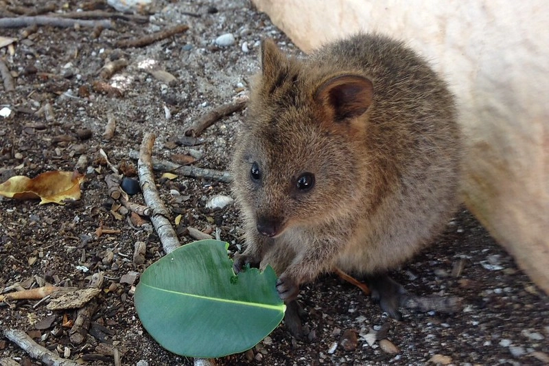澳洲珀斯｜Rottnest Island 羅特尼斯島，西澳最受觀迎的渡假島嶼，世界最快樂的動物Quokka @飛天璇的口袋