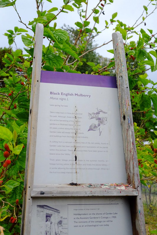 澳洲珀斯｜Rottnest Island 羅特尼斯島，西澳最受觀迎的渡假島嶼，世界最快樂的動物Quokka @飛天璇的口袋