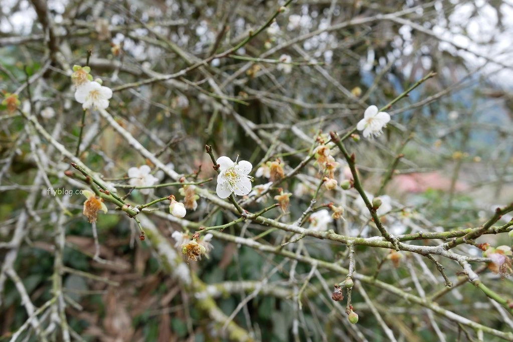 【南投信義】烏松崙石家梅園，南投三大賞梅景點之一，居高鄰下鳥瞰陳友蘭溪之美 @飛天璇的口袋