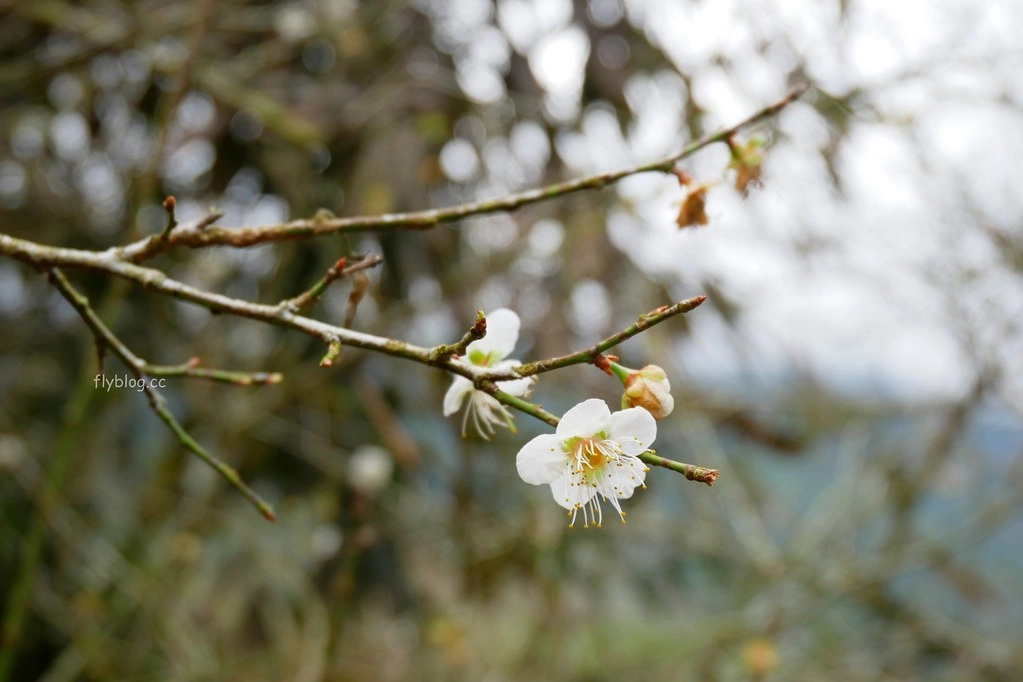 【南投信義】烏松崙石家梅園，南投三大賞梅景點之一，居高鄰下鳥瞰陳友蘭溪之美 @飛天璇的口袋