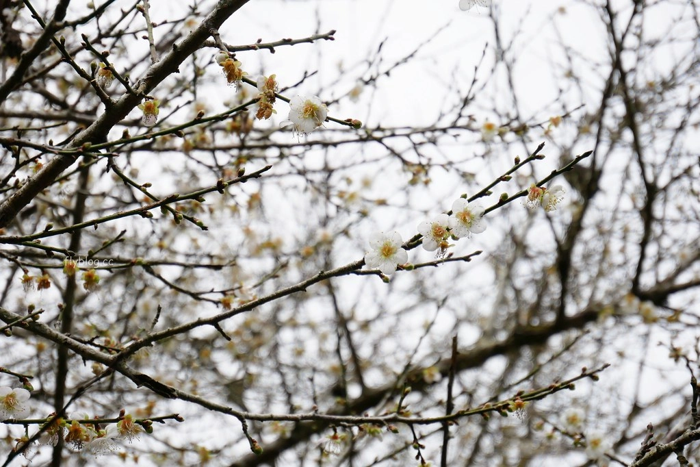 【南投信義】烏松崙石家梅園，南投三大賞梅景點之一，居高鄰下鳥瞰陳友蘭溪之美 @飛天璇的口袋