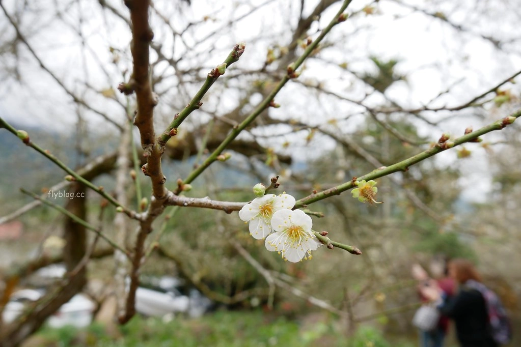 【南投信義】烏松崙石家梅園，南投三大賞梅景點之一，居高鄰下鳥瞰陳友蘭溪之美 @飛天璇的口袋