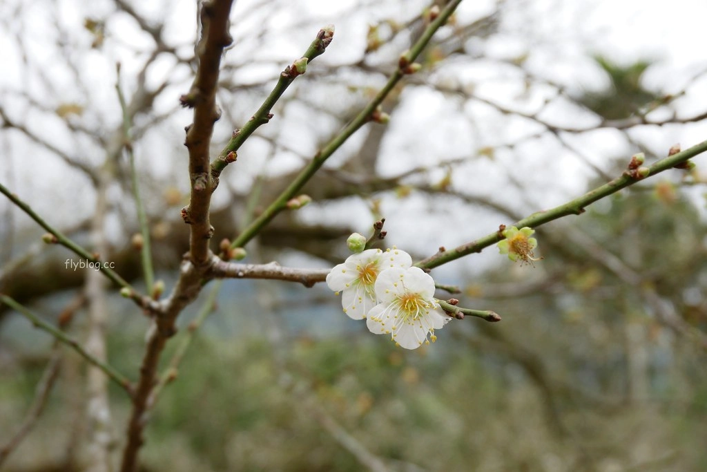 【南投信義】烏松崙石家梅園，南投三大賞梅景點之一，居高鄰下鳥瞰陳友蘭溪之美 @飛天璇的口袋