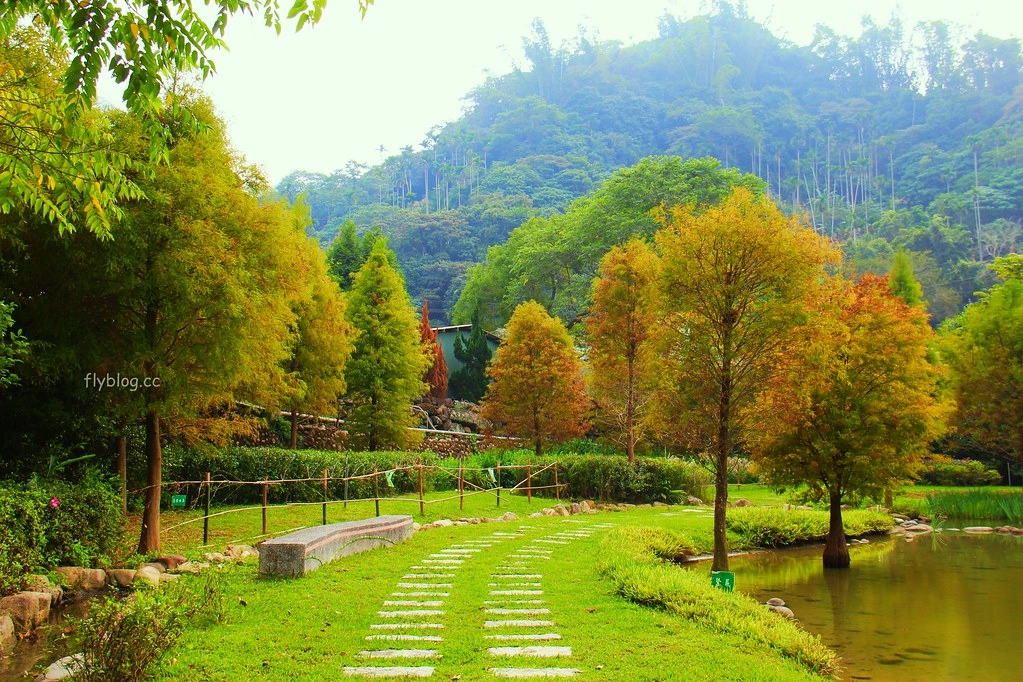台中太平｜太平苗圃落羽松．依山傍水湖光倒影，太平落羽松秘境 @飛天璇的口袋