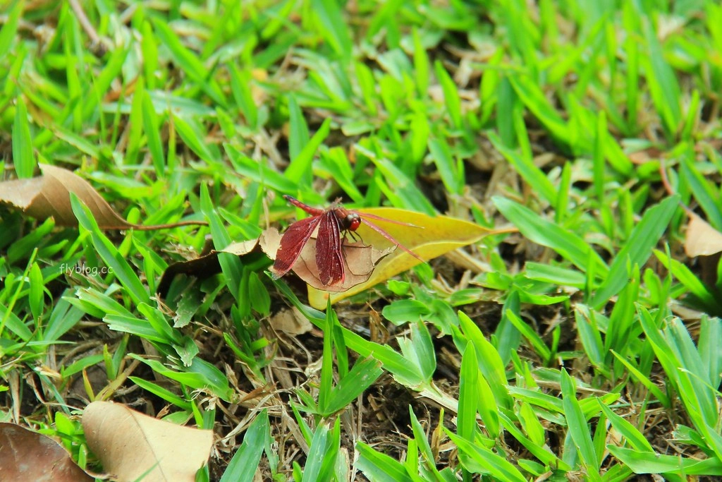 台中太平｜太平苗圃落羽松．依山傍水湖光倒影，太平落羽松秘境 @飛天璇的口袋