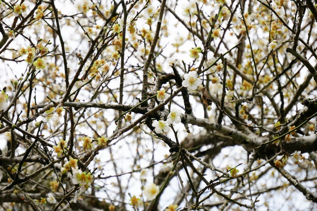 【南投信義】烏松崙石家梅園，南投三大賞梅景點之一，居高鄰下鳥瞰陳友蘭溪之美 @飛天璇的口袋