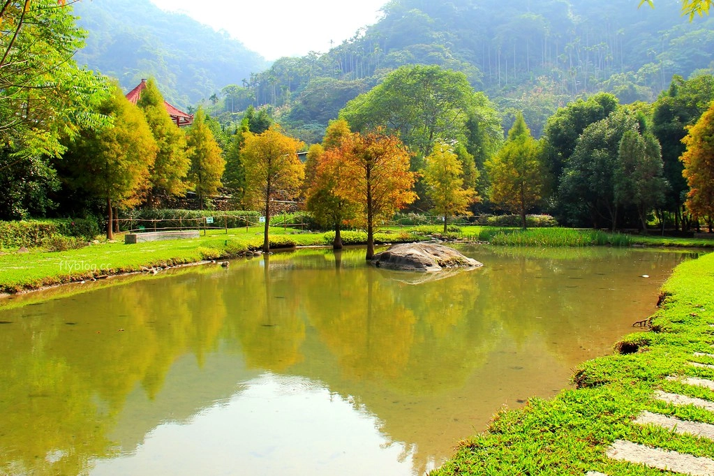 台中太平｜太平苗圃落羽松．依山傍水湖光倒影，太平落羽松秘境 @飛天璇的口袋