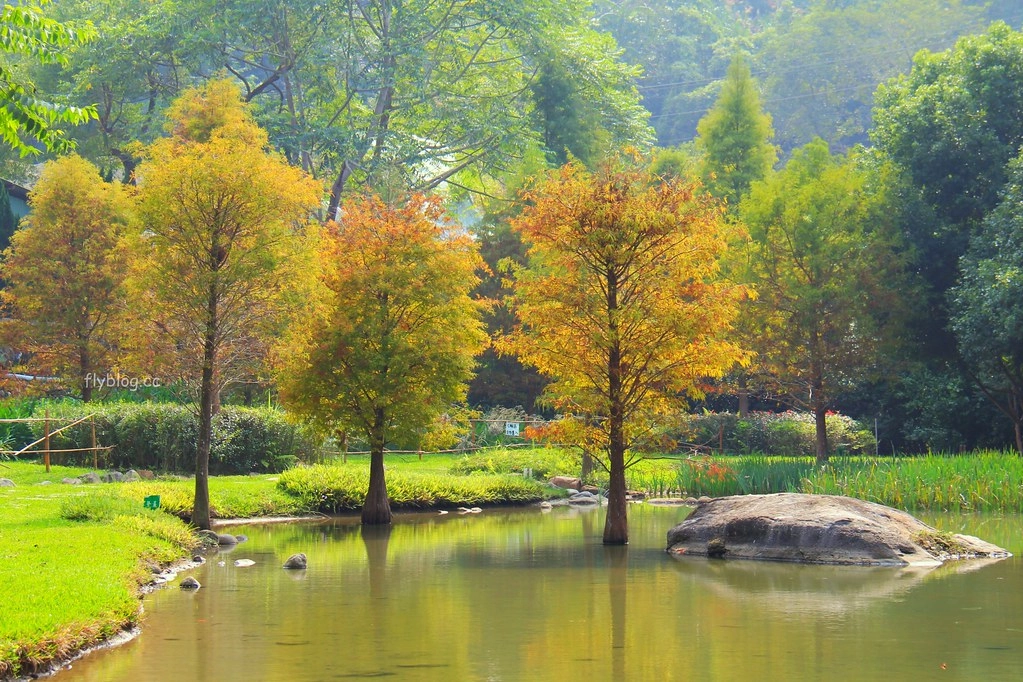 台中太平｜太平苗圃落羽松．依山傍水湖光倒影，太平落羽松秘境 @飛天璇的口袋