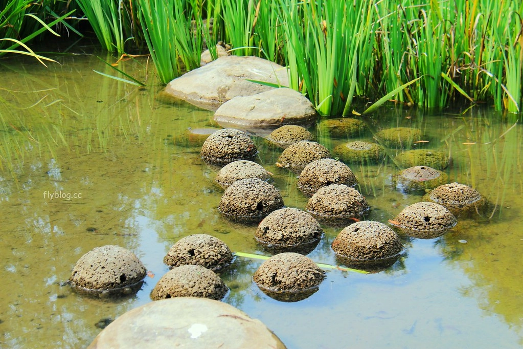 台中太平｜太平苗圃落羽松．依山傍水湖光倒影，太平落羽松秘境 @飛天璇的口袋