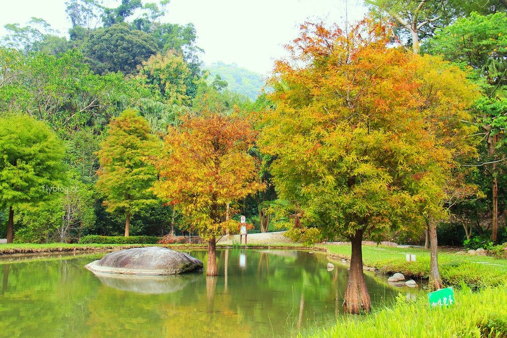 台中太平｜太平苗圃落羽松．依山傍水湖光倒影，太平落羽松秘境 @飛天璇的口袋