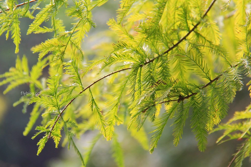台中太平｜太平苗圃落羽松．依山傍水湖光倒影，太平落羽松秘境 @飛天璇的口袋
