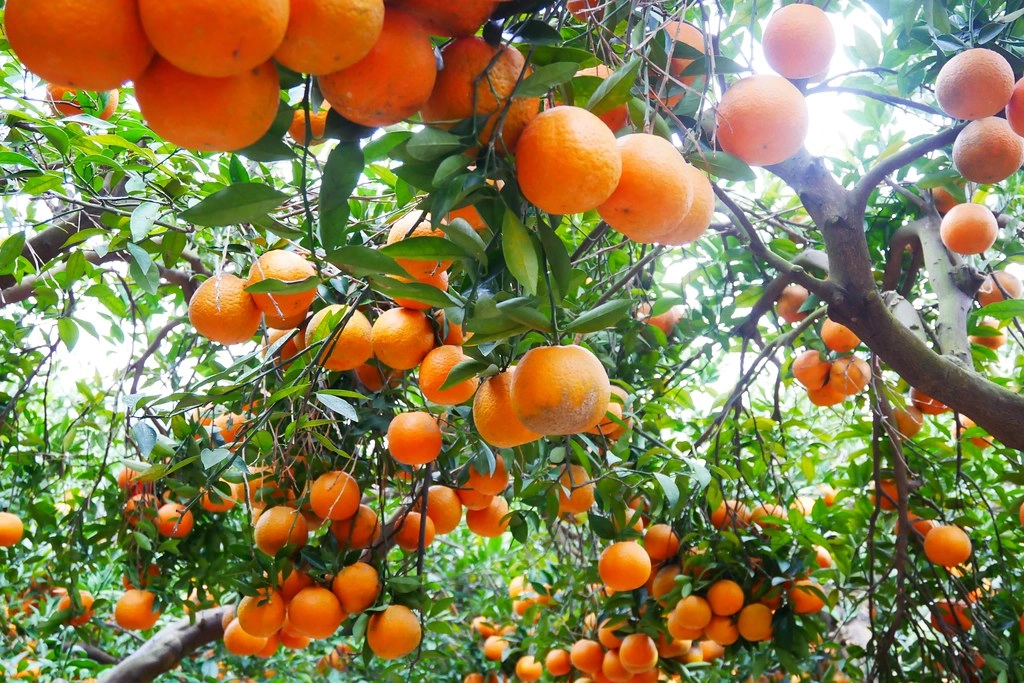 苗栗頭屋｜橙香森林．森林裡面的浪漫玻璃屋，有大片草原和橙香隧道 @飛天璇的口袋