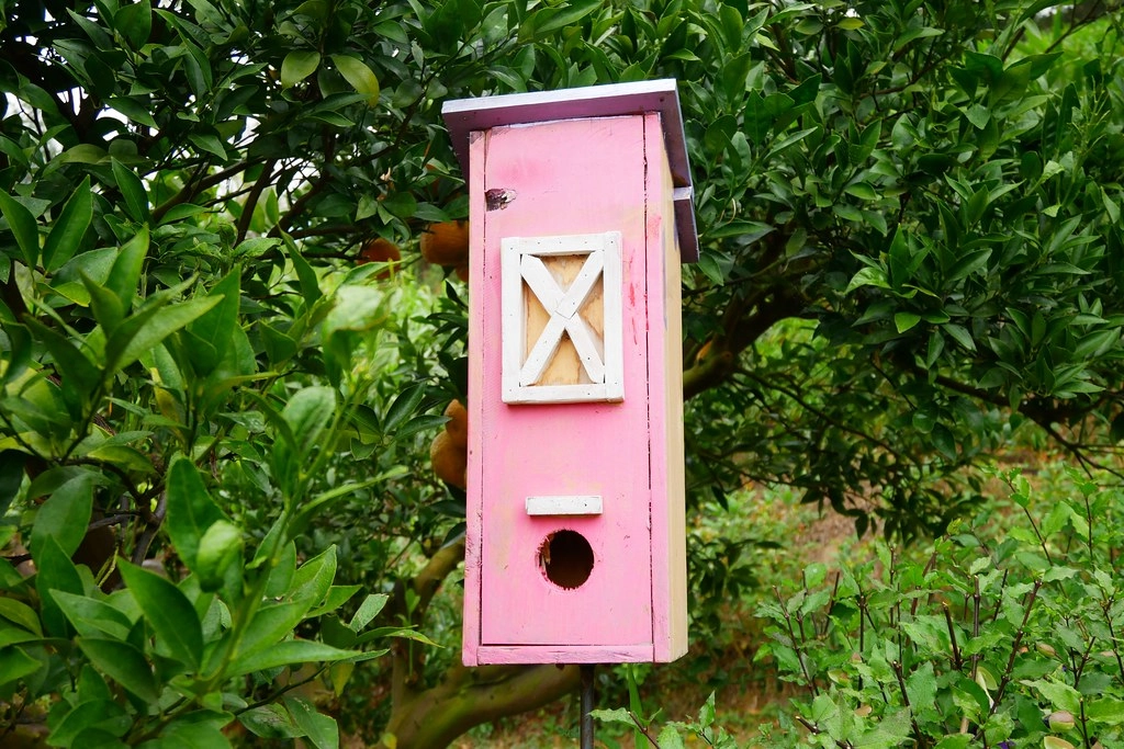 苗栗頭屋｜橙香森林．森林裡面的浪漫玻璃屋，有大片草原和橙香隧道 @飛天璇的口袋