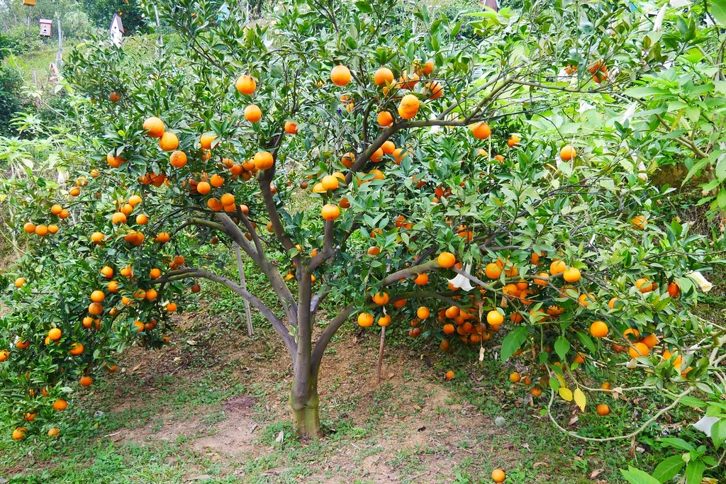 苗栗頭屋｜橙香森林．森林裡面的浪漫玻璃屋，有大片草原和橙香隧道 @飛天璇的口袋