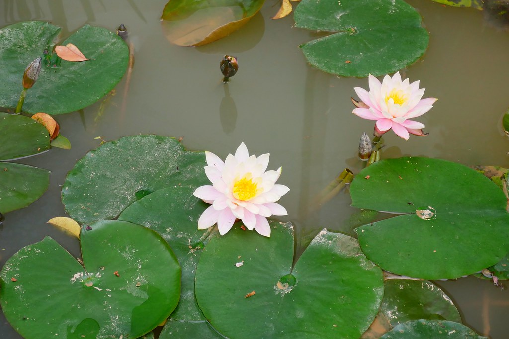 苗栗頭屋｜橙香森林．森林裡面的浪漫玻璃屋，有大片草原和橙香隧道 @飛天璇的口袋