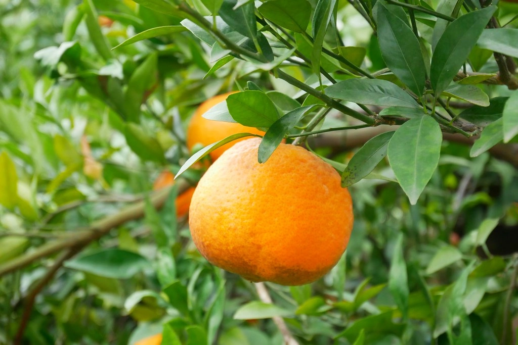 苗栗頭屋｜橙香森林．森林裡面的浪漫玻璃屋，有大片草原和橙香隧道 @飛天璇的口袋