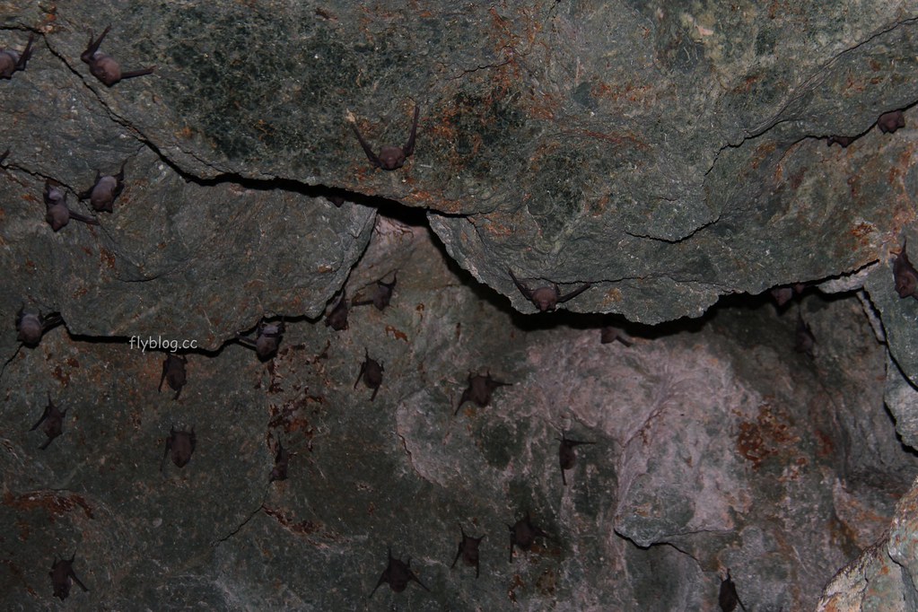 Lamanok Island┃薄荷島景點：薄荷島超隱密生態小島，享受不一樣的生態之旅 @飛天璇的口袋