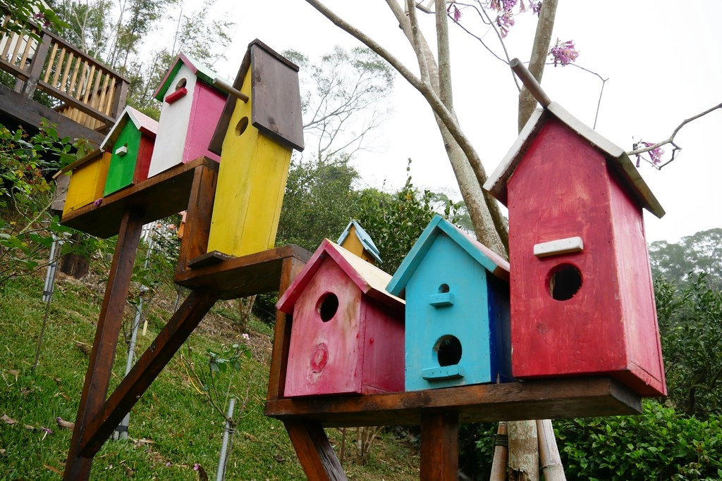苗栗頭屋｜橙香森林．森林裡面的浪漫玻璃屋，有大片草原和橙香隧道 @飛天璇的口袋