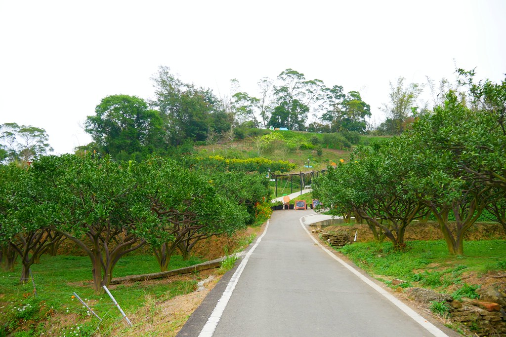 苗栗頭屋｜橙香森林．森林裡面的浪漫玻璃屋，有大片草原和橙香隧道 @飛天璇的口袋