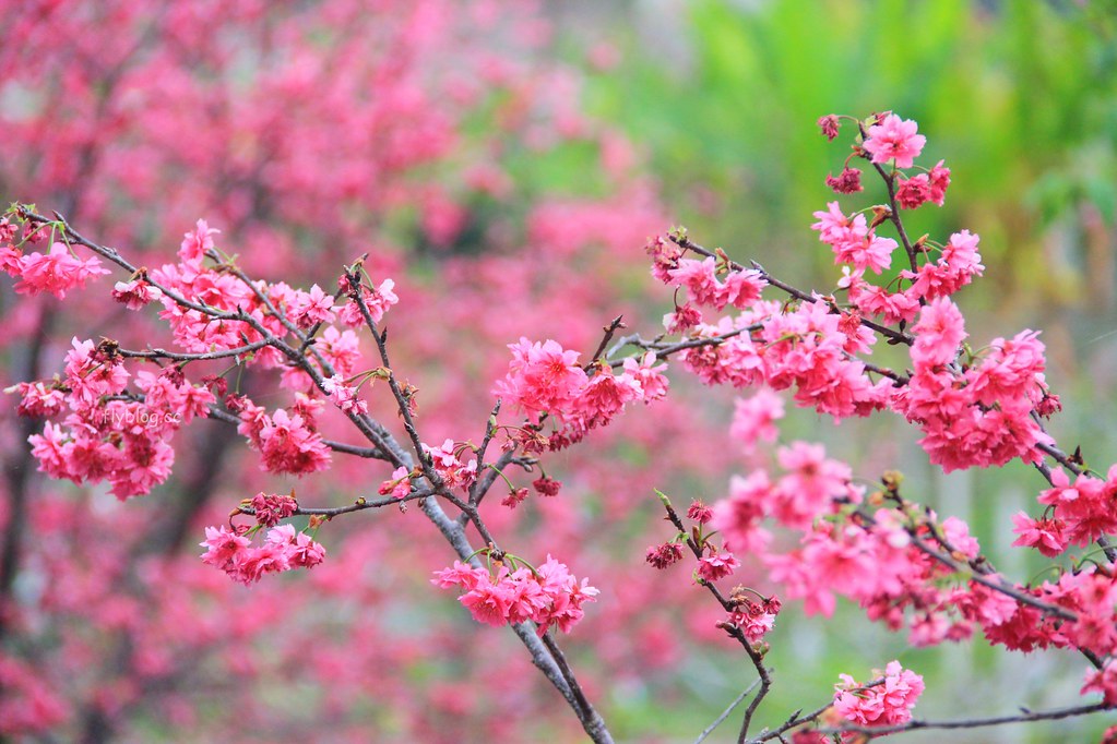 台中新社｜新社櫻花秘境．2025興社街櫻花最新花況，門票100元入園抵消費 @飛天璇的口袋