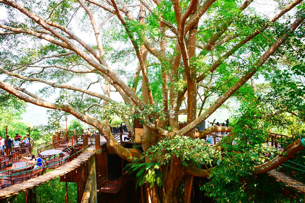 泰國南奔｜巨樹咖啡屋 The Giant Chiangmai Thailand｜清邁近郊秘境咖啡館，懸空在50米高叢林雅座喝咖啡，巨樹咖啡屋還有住宿 @飛天璇的口袋