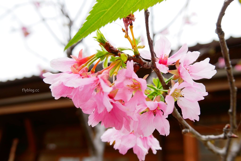 清水國小日式宿舍群｜欣賞和洋折衷建築之美，全台第一座校園古蹟，還有附設遊樂場可以遛小孩 @飛天璇的口袋