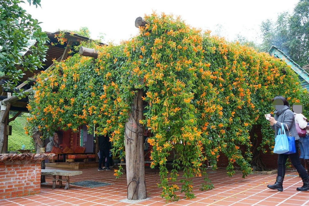 新竹香山｜Luau Pizza 柴寮披薩｜充滿異國風情的魔法小木屋，享受美食的同時又可以接觸大自然，新竹香山IG熱門打卡景點 @飛天璇的口袋