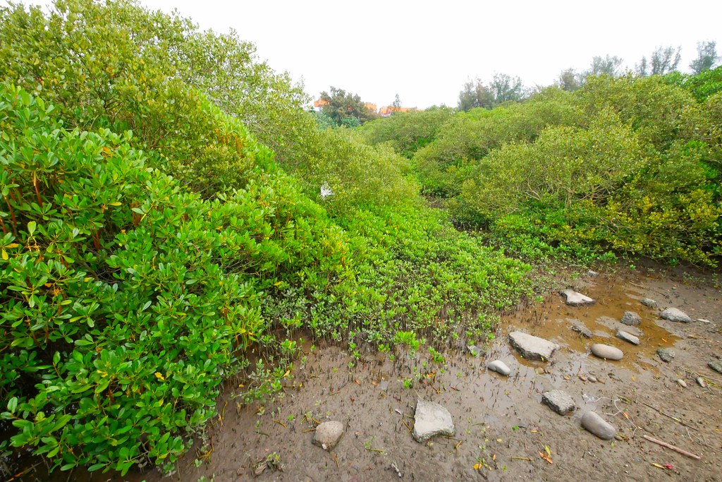 【新竹新豐】新豐紅樹林綠色步道：兼具休閒與觀光的生態保護區，走在被大自然包圍的綠色小隧道 @飛天璇的口袋