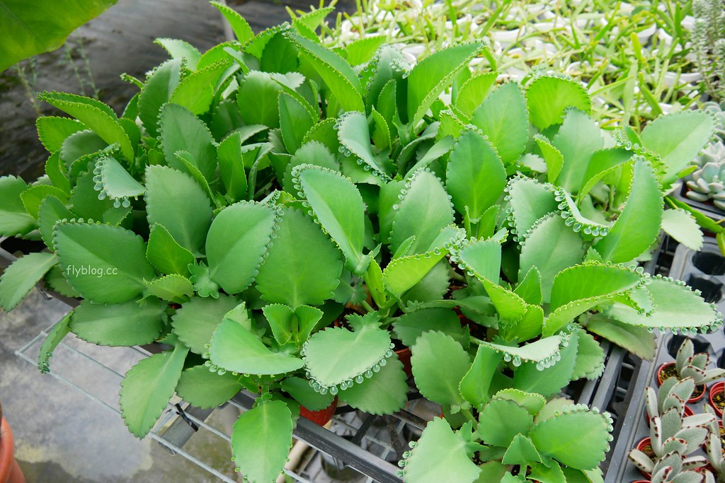 綠果庭院｜田尾多肉植物控的天堂，彰化田尾IG熱門打卡景點 @飛天璇的口袋