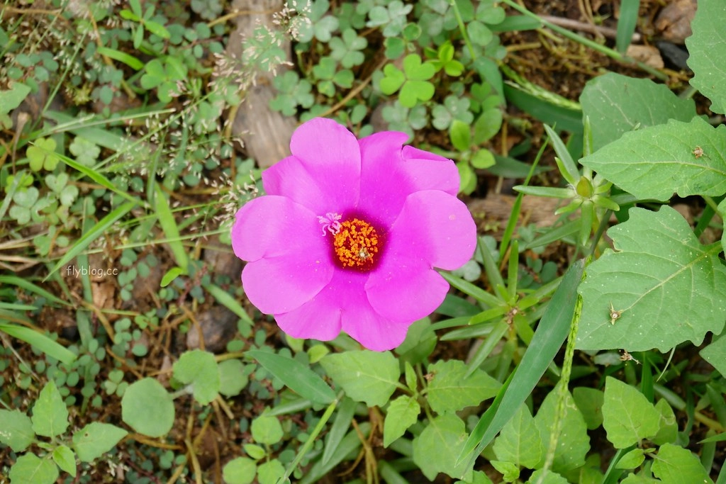 清水國小日式宿舍群｜欣賞和洋折衷建築之美，全台第一座校園古蹟，還有附設遊樂場可以遛小孩 @飛天璇的口袋