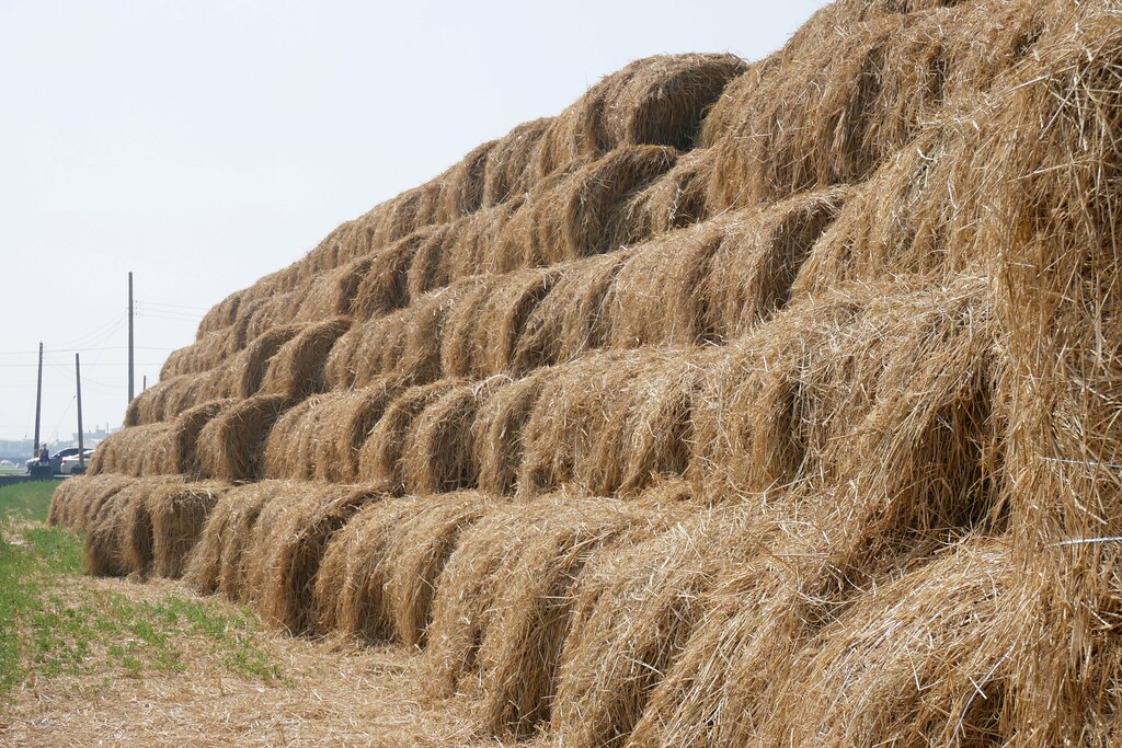 稻草捲心酥：草地上巨型咖啡捲心酥，IG打卡熱門景點，嘉義新港就有哦！ @飛天璇的口袋