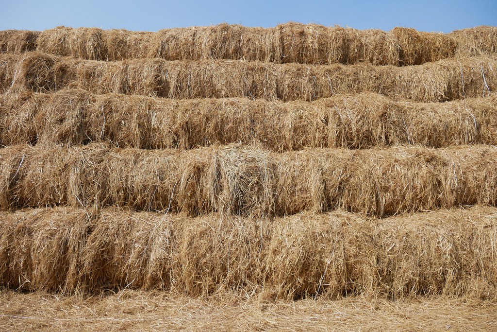 稻草捲心酥：草地上巨型咖啡捲心酥，IG打卡熱門景點，嘉義新港就有哦！ @飛天璇的口袋