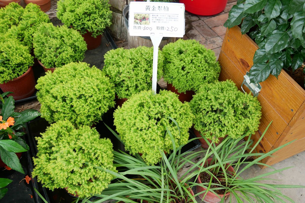 綠果庭院｜田尾多肉植物控的天堂，彰化田尾IG熱門打卡景點 @飛天璇的口袋