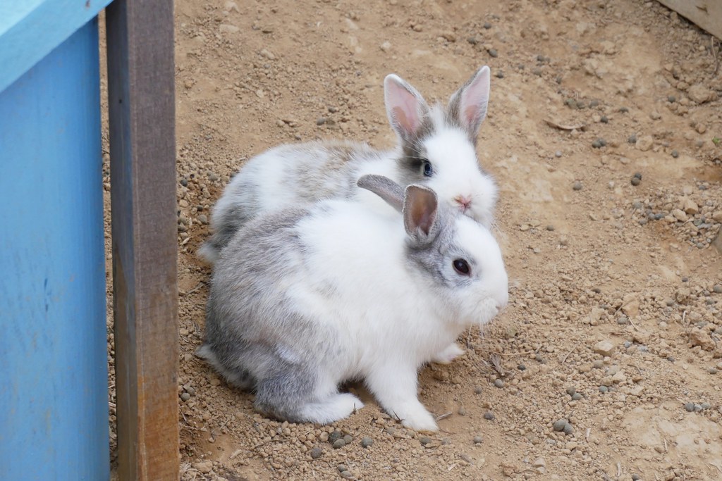 苗栗頭屋｜橙香森林．森林裡面的浪漫玻璃屋，有大片草原和橙香隧道 @飛天璇的口袋