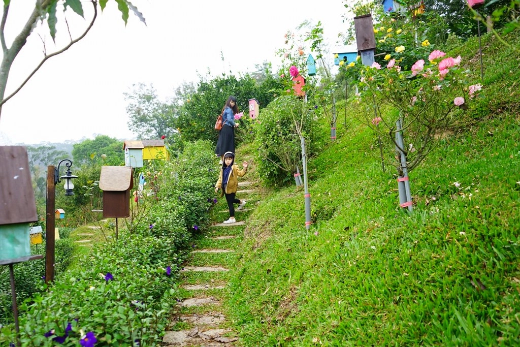 苗栗頭屋｜橙香森林．森林裡面的浪漫玻璃屋，有大片草原和橙香隧道 @飛天璇的口袋