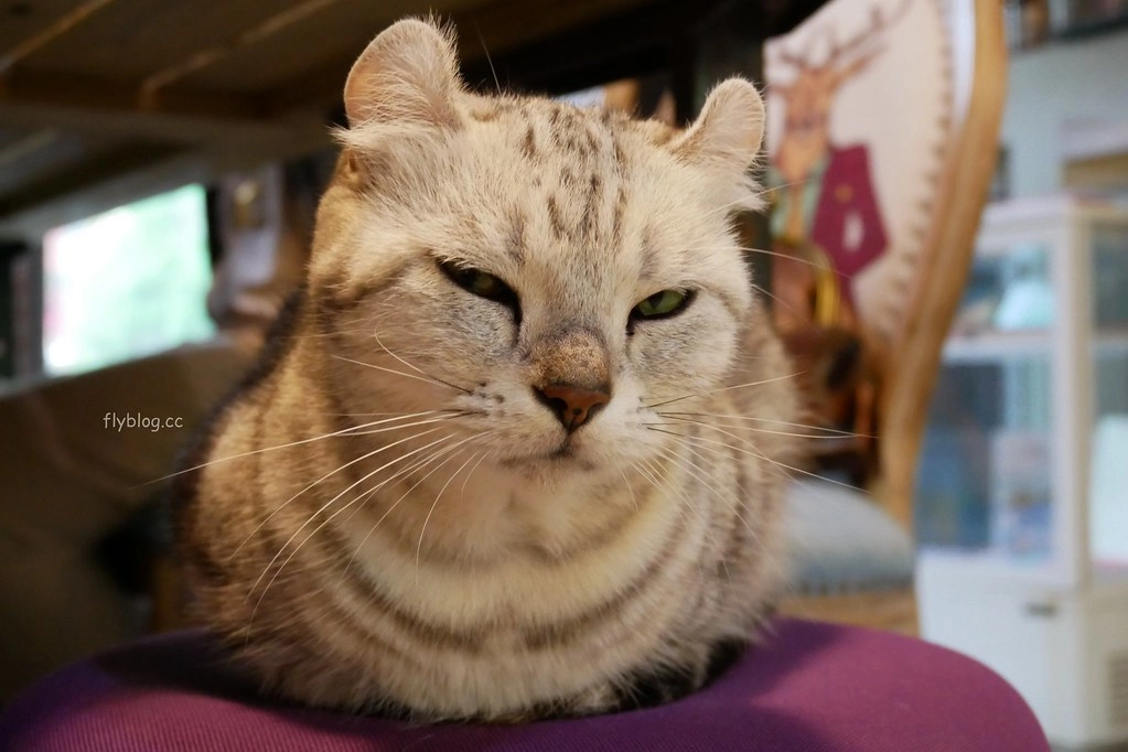 【台中南屯】Mapper Cafe 脈搏咖啡：文青風韓系咖啡館，通往小徑出現夢幻調酒吧 @飛天璇的口袋