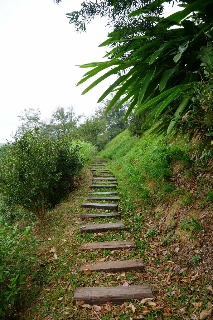 苗栗頭屋｜橙香森林．森林裡面的浪漫玻璃屋，有大片草原和橙香隧道 @飛天璇的口袋