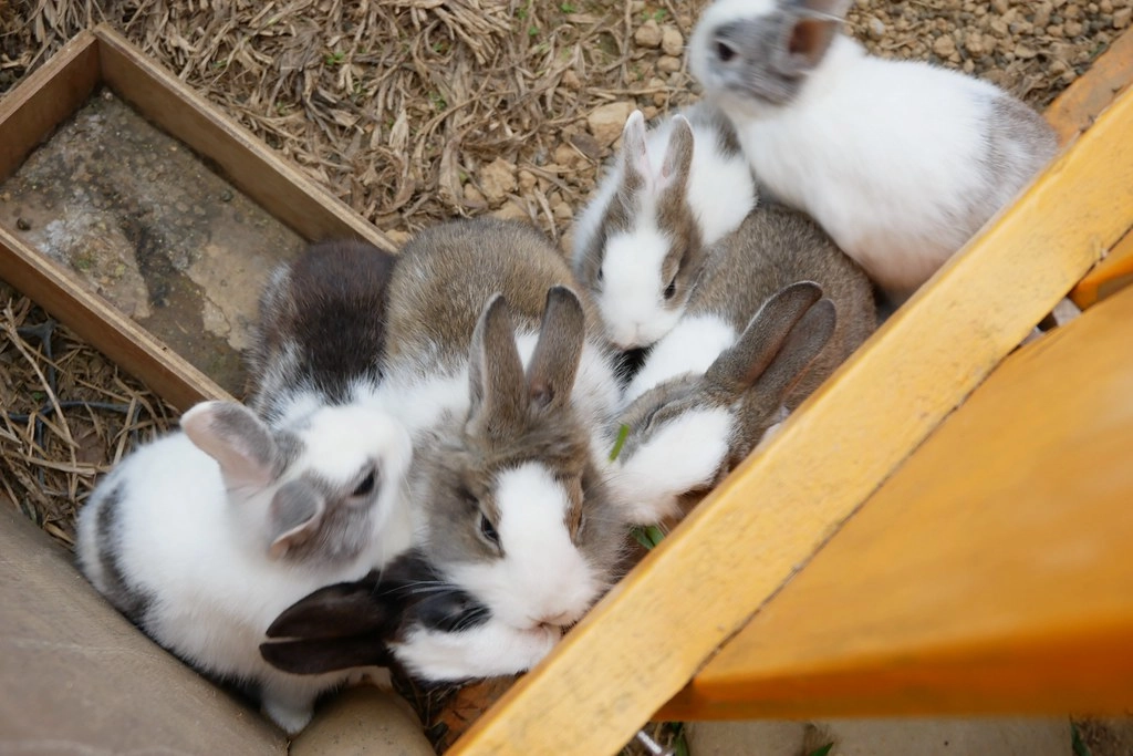 苗栗頭屋｜橙香森林．森林裡面的浪漫玻璃屋，有大片草原和橙香隧道 @飛天璇的口袋