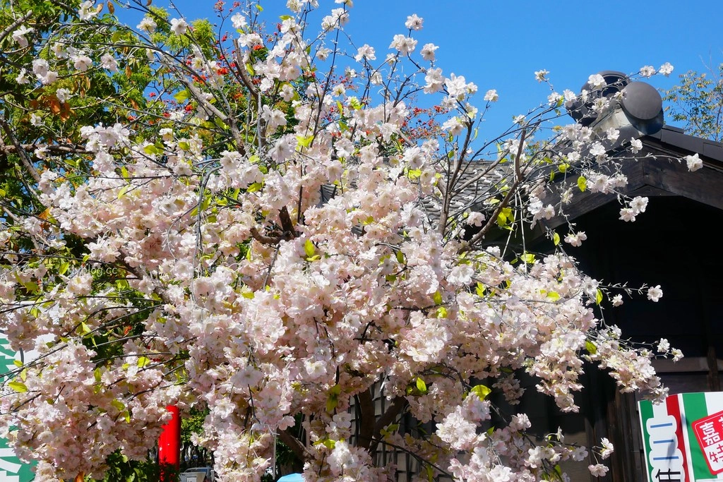 嘉義旅遊｜沈睡森林主題公園．走進卡通繪本的童話世界，超療癒的IG打卡熱門景點 @飛天璇的口袋
