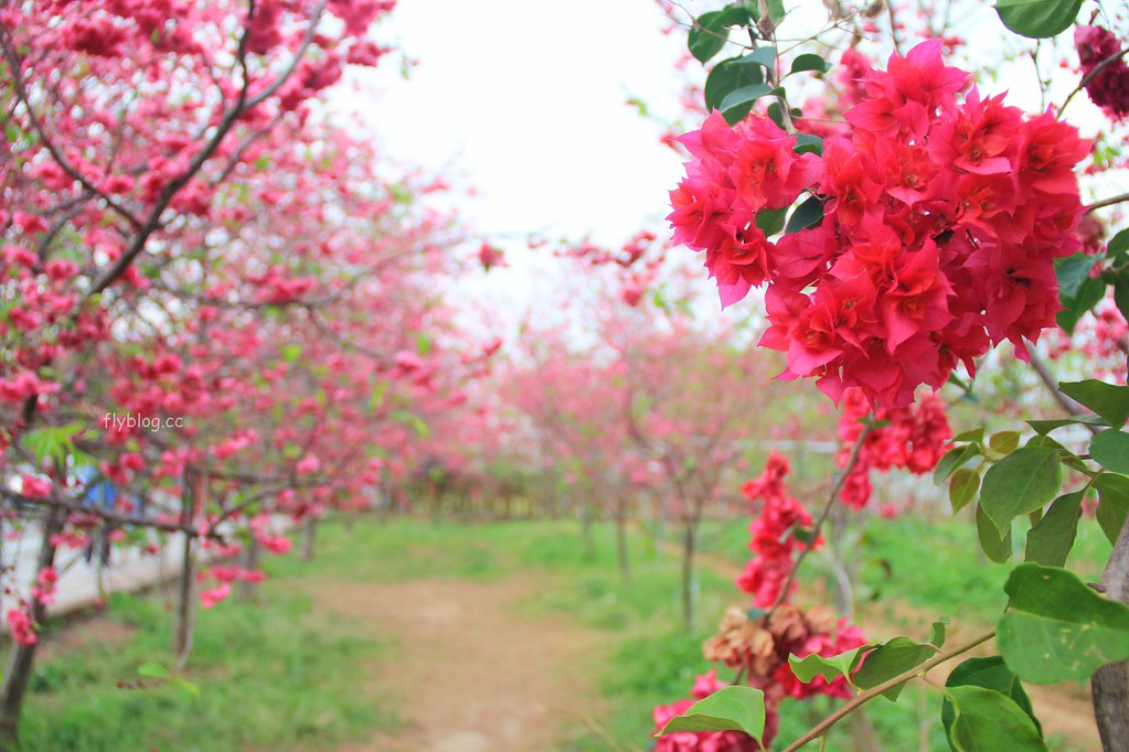 台中新社｜新社櫻花秘境．2025興社街櫻花最新花況，門票100元入園抵消費 @飛天璇的口袋