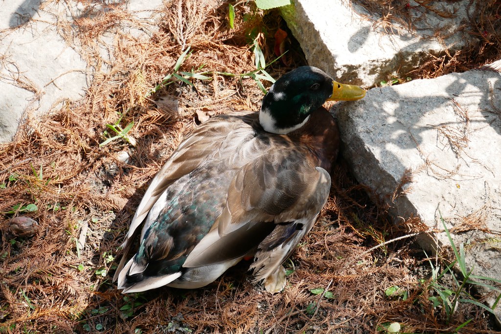 板陶窯交趾剪黏工藝園區：超療癒又童趣的親子旅遊景點~貓咪車站、沙坑、溜滑梯、手作DIY @飛天璇的口袋