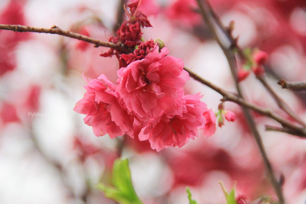 台中新社｜新社櫻花秘境．2025興社街櫻花最新花況，門票100元入園抵消費 @飛天璇的口袋