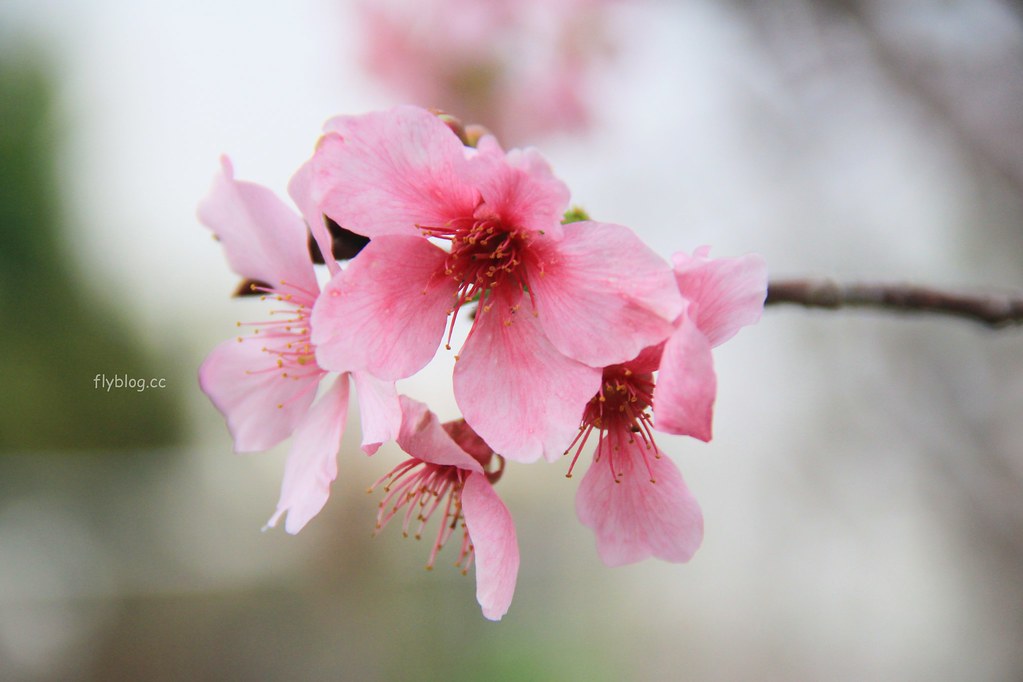 台中新社｜新社櫻花秘境．2025興社街櫻花最新花況，門票100元入園抵消費 @飛天璇的口袋