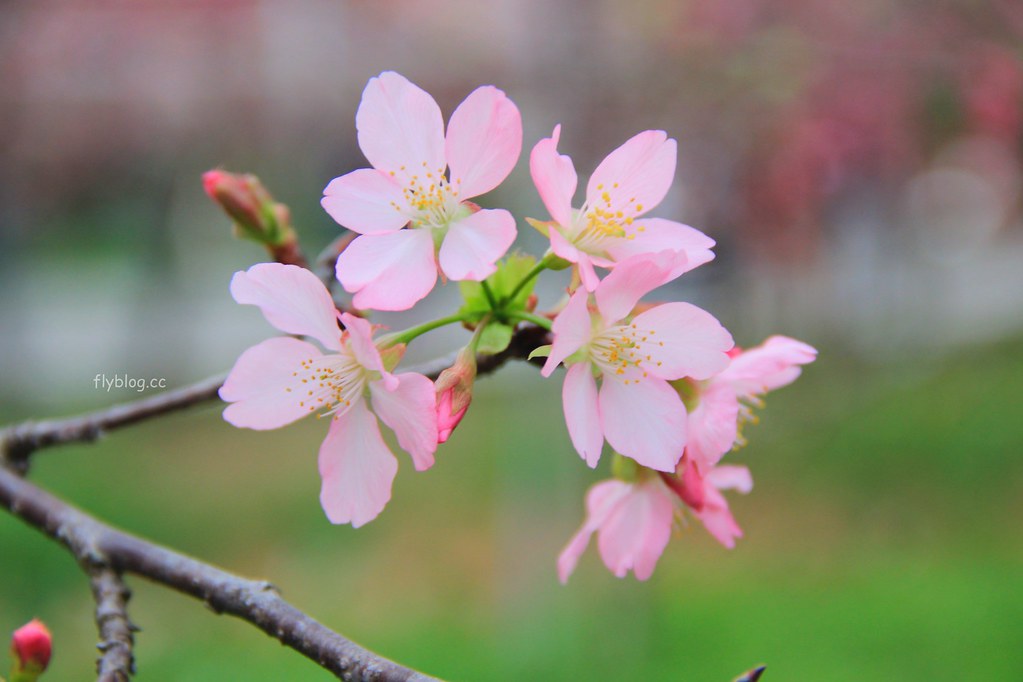 台中新社｜新社櫻花秘境．2025興社街櫻花最新花況，門票100元入園抵消費 @飛天璇的口袋