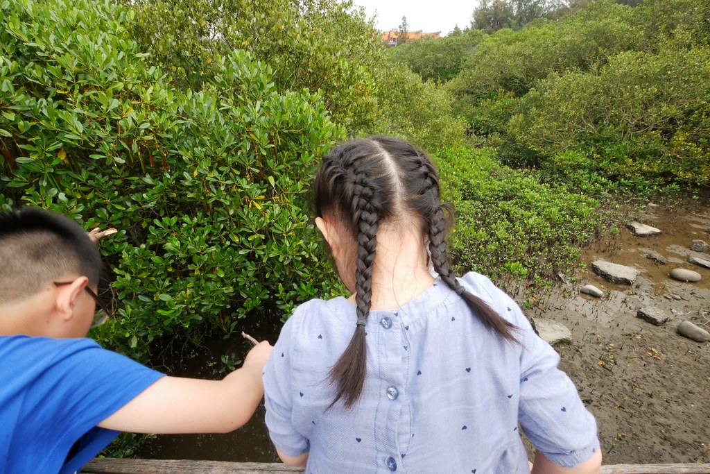 【新竹新豐】新豐紅樹林綠色步道：兼具休閒與觀光的生態保護區，走在被大自然包圍的綠色小隧道 @飛天璇的口袋