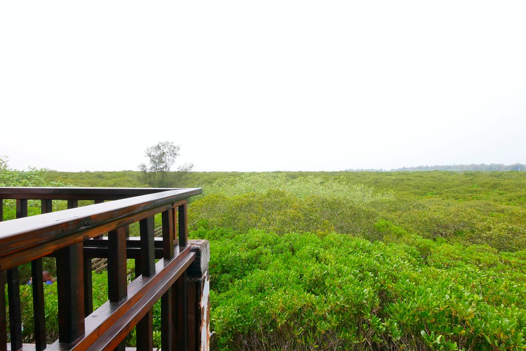 【新竹新豐】新豐紅樹林綠色步道：兼具休閒與觀光的生態保護區，走在被大自然包圍的綠色小隧道 @飛天璇的口袋